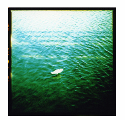 Egret,Lynn Milosz