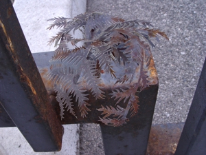 Fern