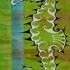 Seahorse
