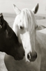 Lindisimo_and_the_dark_horse
