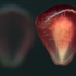 Migration_seeds-613_2008