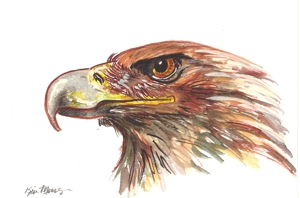 Eagle_wc