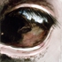 4x6_inch_eye8_copy