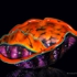 Artwork_images_185368_537181_dale-chihuly