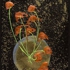 Artwork_images_366_461221_dale-chihuly