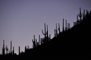Seguora Nightfall,Annie Fourguette