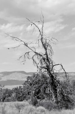 Pine_canyon_26