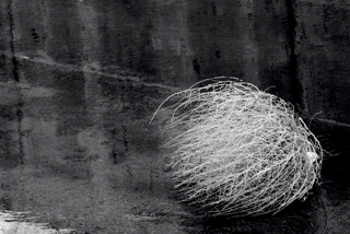Tumbleweed,Annie Fourguette