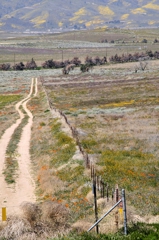 Road Thru the Flowers,Annie Fourguette