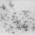 Like_ants_on_a_rubber_rope_ver2small