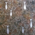 5_pieces