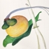 Search_of_organic_w_boxing_gloves_2009_gouache_9x12
