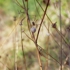 Gall_crawl_13