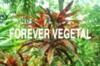 Major-vegetation-web