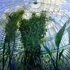 Palmhousew