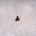 Solis_bug_in_sand