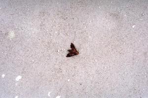Solis_bug_in_sand