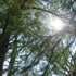 Solis_leesburg