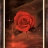 Rose_brown_frame