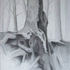 Tree_base_roots