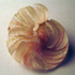 Fingernailcochlea-2