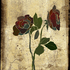 Roses_bd