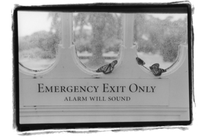 Alan_kornfeld_emergency_exit_only_2_