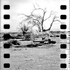 Salvation_tree
