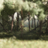 Forestdetail