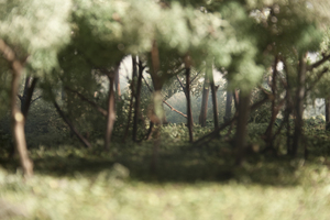 Forestdetail