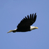 Fotolia_eagle