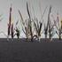 Wolniak-improvisedgrass-detail