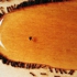 Ant3_web