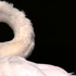 Swan5