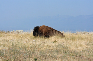 nap in montana,Larry Stolle