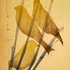 Retake_oak_and_abstracts_007