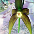 Orchid