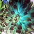 Turquoise_dalhia