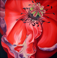Withered Oriental Poppy,Sabrina Abbott