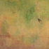 Schleh_tracings300