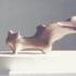 Firesquirrel0001