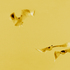 Kd-flight-of-gold