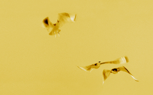 Kd-flight-of-gold