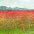 As_croppedpoppy_field_rb