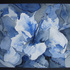 Evening_hibiscus__caren_j_gafni