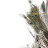 Ct_cosmicnest-feathers_9633