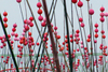 Riv_005_1024_72_multiball_blur_close
