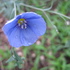 Blue__2_