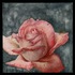 Chicago_peace_rose_1