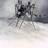 Untitled__mosquito__1